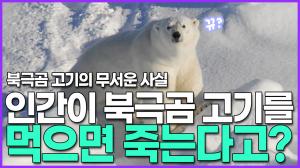 [영상] 인간이 북극곰 고기를 먹으면 죽는다고? 북극곰 고기의 무서운 사실