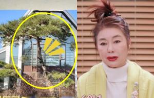 “집 마당에”…김청, 재산 관리 방법→모델료 대신 나무 받은 사연