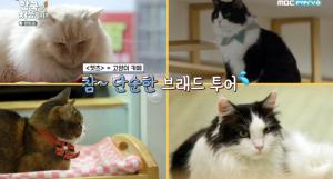 &apos;어서와 한국은&apos; 브래드, &apos;캣츠&apos; 배우들과 "명동 고양이 카페 투어" (3)