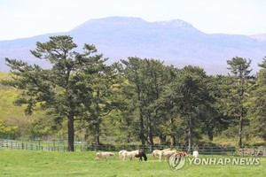 한라산 배경 말들 뛰노는 &apos;고수목마&apos; 축제로 즐긴다