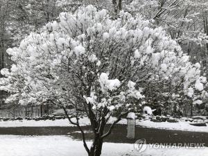 섭씨 20도 넘는 여름 날씨 뉴욕, 하루만에 15cm 폭설 예고…기상이변?