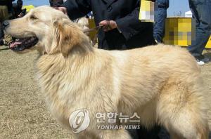 남양주 야산서 50대 여성 대형견에 물려 사망…골든 리트리버(잡종) 포획