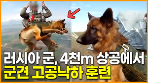 [영상] 러시아 군, 4000m 상공에서 군견 고공낙하 훈련