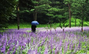 [날씨] 오늘밤까지 경남권 동부 강한 비…내일 낮에도 선선한 날씨