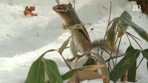 ‘SBS스페셜’ 일찍 동면에서 깨어난 다람쥐들의 혈투…“기후변화가 만들어 낸 먹이 부족.”