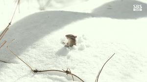 [종합] ‘SBS스페셜’ 겨울잠에서 너무 일찍 깨어버린 다람쥐들…“천적들에게서 도망가야 한다.”