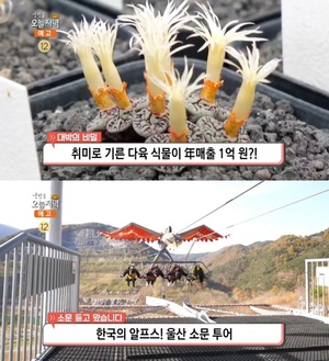 ‘생방송오늘저녁’ 서울 개화동 다육식물 농장, 연 매출 1억…울산 언양불고기 맛집 위치는?