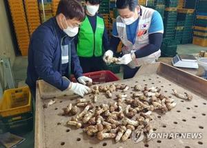 송이 주산지 울진·영덕 잇단 산불…올해 가을 &apos;금송이&apos; 될까