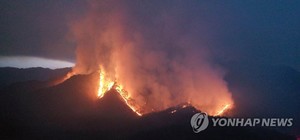 [동해안 산불] 대왕소나무, 울진 금강송 사수에 진화자원 집중(강원·경북 산불)