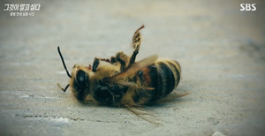 [종합] &apos;그것이 알고싶다&apos; 78억마리, 꿀벌 연쇄 실종사건의 진실…"농약, 기후변화 모든 게 복합적"