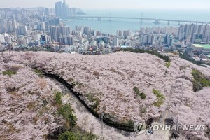 상춘객 애태우는 분홍빛 벚꽃…부산 명소와 축제는