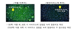 먹는 코로나19 치료제, &apos;스텔스 오미크론&apos; 잡는다…"증식 50% 억제"