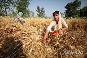 인도 수출 금지 발표에 국제 밀값 5% 이상 급등…세계 곡물시장 충격