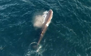 흑범고래·향고래·범고래…동해서 희귀 고래종 대거 발견