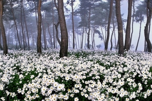 정읍 구절초 테마공원, 전라북도 제1호 &apos;지방정원&apos; 됐다