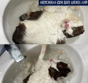 고양이 에세이 작가의 충격적인 동물학대 정황 "유기-방치까지"