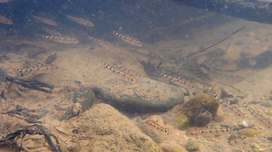 수과원, 천연기념물 어름치 치어 5000마리 금강에 방류