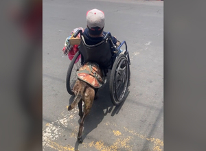 사지마비 주인 휠체어 미는 반려견…전세계 감동(영상)
