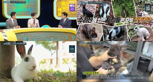 ‘실화탐사대’ 수리산에 나타난 토끼 40마리…애교 많은 아기 토끼 누가 유기 했을까?  (2)