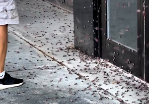 美뉴욕시 꽃매미떼 습격에 "보이면 죽여라" 척살령(영상)