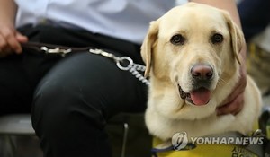 뮤지컬 공연서 안내견 항의한 관객 논란…당사자는 "개 밟혀서"