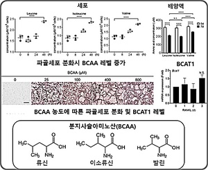 KBSI, 골다공증 치료할 새 치료표적 확인