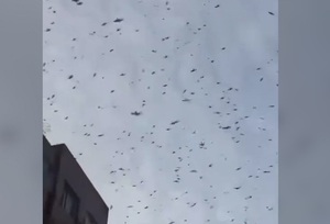 쓰촨지진 전 나타난 박쥐·새떼…동물들은 알고있었다?(영상)
