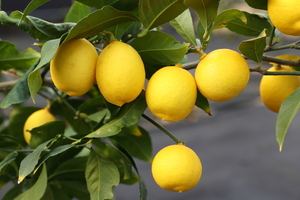 농진청, 레몬 품종 최초로 &apos;제라몬·미니몬&apos; 품종보호 등록