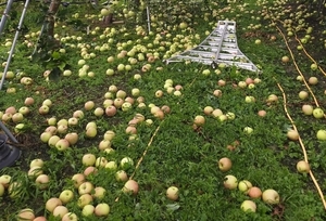 농식품부, 태풍 피해 과수농가 돕기…사과·배즙 공동구매 나서