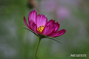 &apos;꽃 한 송이로 우리 영혼 풍요롭게&apos;…이현주 사진전