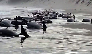 호주서 고래 230마리 좌초…2년 전 같은일 반복돼(영상)