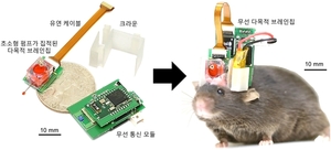 무선으로 생쥐의 뇌 제어한다…초소형 칩 개발