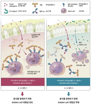 지아이이노베이션 “유산균 병용 요법, 식품 알레르기에 효능”…학술지 게재