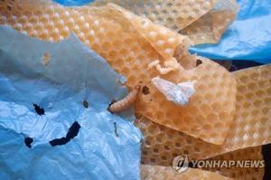 플라스틱 먹는 꿀벌부채명나방 애벌레 침에서 분해 효소 2종 규명…폐플라스틱 처리에 기여 기대