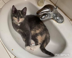 캘리포니아서 실종된 고양이, 9년 만에 1600km 떨어진 곳에서 발견