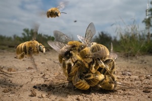 벌들의 사랑싸움…올해의 야생동물 사진작가상 수상