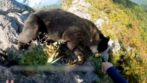 산에서 흑곰이 덮쳐…무술 단련자 구사일생(영상)