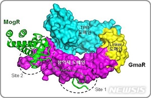 식중독균 리스테리아 편모 생성조절 기전 규명…치료제 개발단서