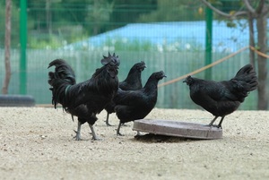 연산 오계문화제 5일 개막, 전통 동물위령제 재현