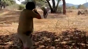 코끼리가 덮칠 듯 돌진…끝까지 방아쇠 안당긴 가이드(영상)