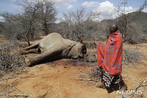 케냐, 장기 한발로 코끼리, 얼룩말등 야생동물들 떼죽음-CNN