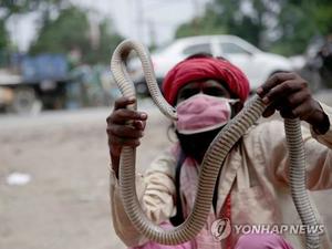 매년 인도서 6만4천명 뱀에 물려 사망…"세계 사고의 82% 차지"