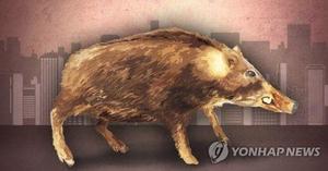 경기 성남 분당구 중앙공원서 멧돼지 출몰, 포획활동 中