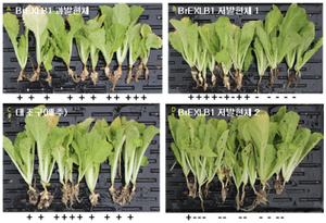 농진청, 뿌리혹병 저항성 가진 배추 유래 유전자 기능 밝혀