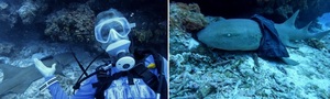 치마 두른 상어 찾아 삼만리…"생명 위험할 수 있다"