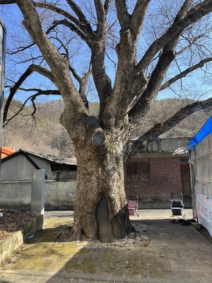 기후 위기 속 늙은 느티나무 광합성량 분석했더니..."젊은 나무 절반"