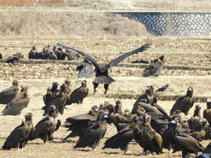몽골서 날아온 독수리 보러가자 &apos;고성 독수리생태축제&apos;