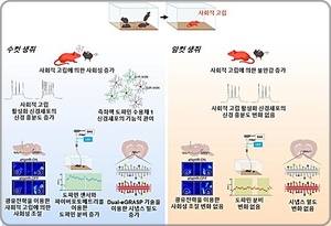 국내연구진, 사회성 행동변화 작동 원리 규명…성별 간 차이도 확인