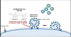 뽕나무서 코로나 감염 억제 성분 발견…기술이전 통해 상용화 착수