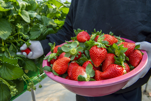 마트에서 딸기 보이면 담으세요…공급량 늘어 가격 하락 전망